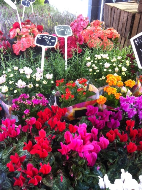 blooms everywhere