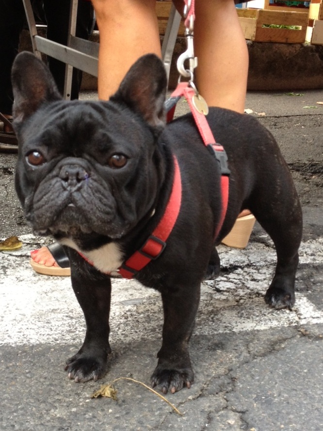 French bulldog by Huff Harrington