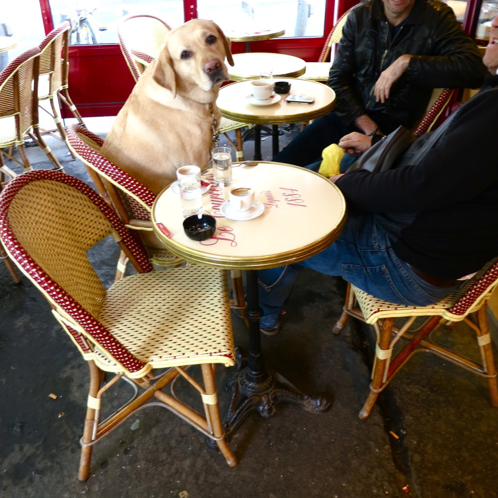 dog-dining-in-paris1