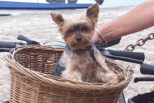 yorkie_basket_2