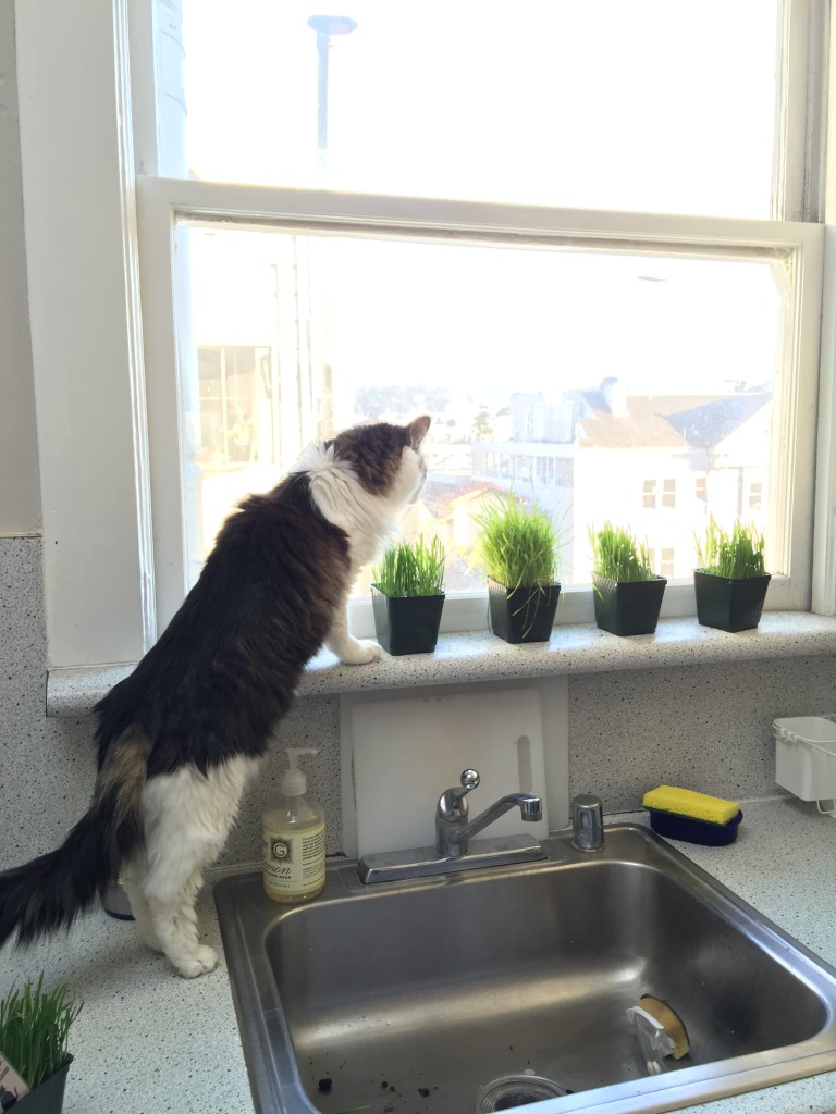 Kitty sniffing around