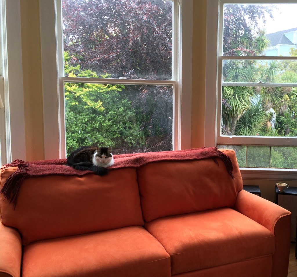 The two non-negotiables: The orange sofa and the cat!
