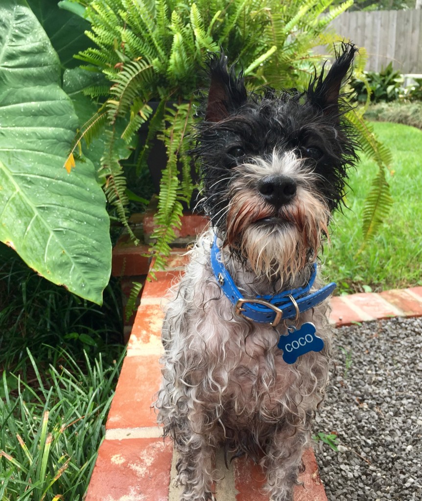 ... But we all love a good scruffy dog!