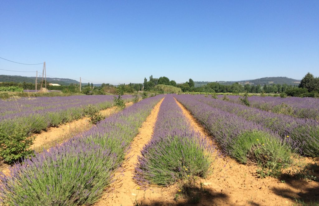 We had fun picking out the perfect lavender field (who knew there'd be so many choices?).